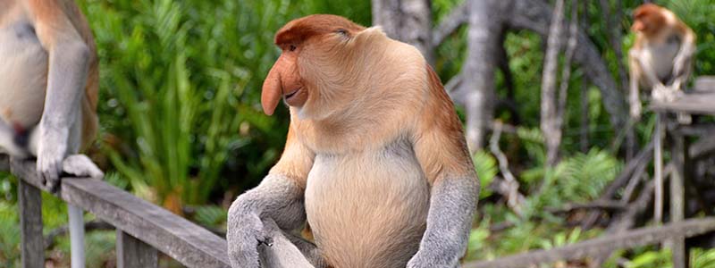 borneo monkeys pic 