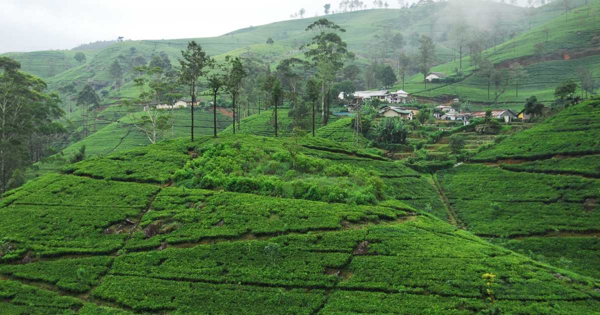 Sri Lanka Nuwara Eliya