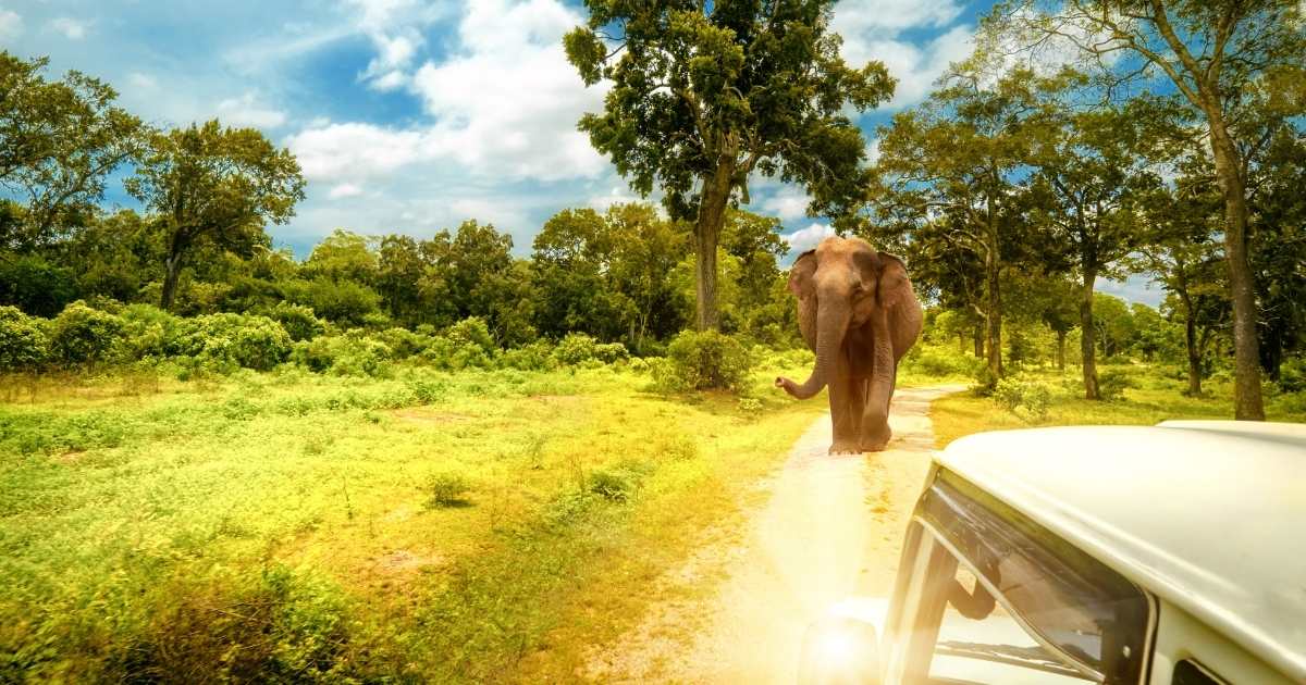 Sri Lanka yala