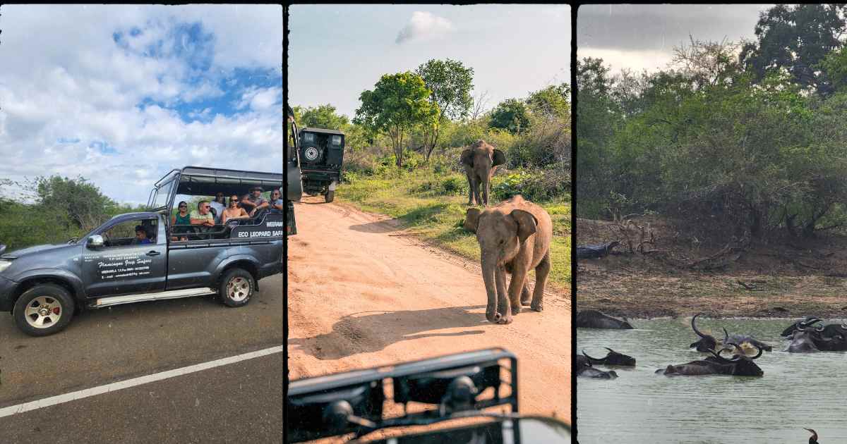 safari yala sri lanka