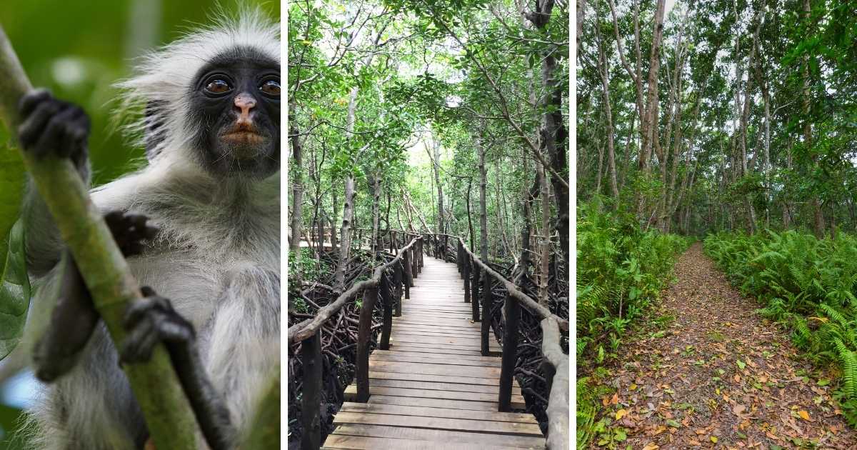 jozani parc zanzibar