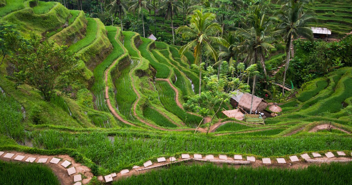 bali nature ubud