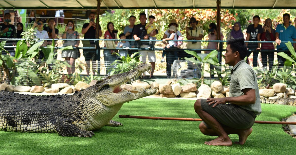 crocodile langkawi