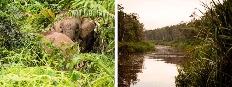 borneo river pic