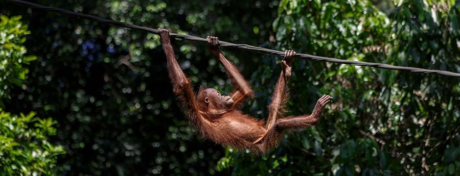 Sandakan en Malaisie