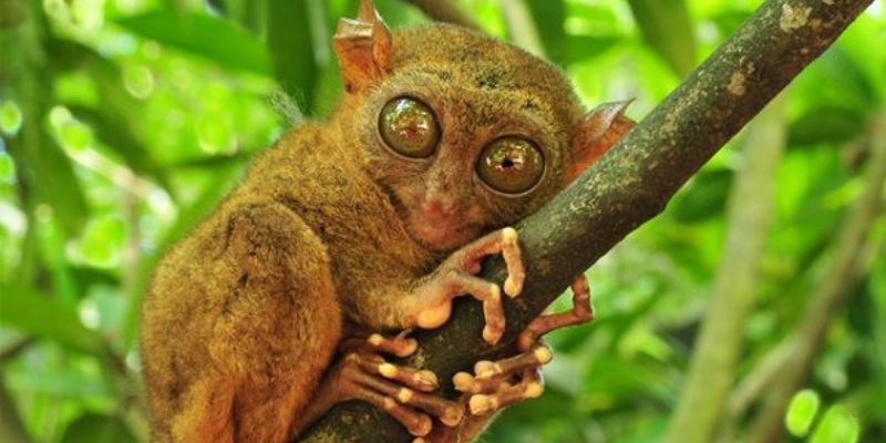 Tarsiers