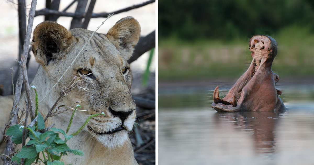 Safari à Selous